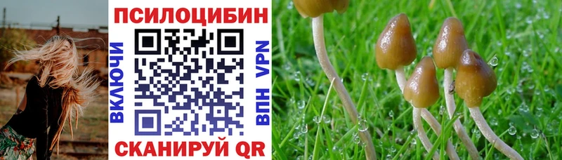 Купить  Каргат  Псилоцибиновые грибы Magic Shrooms 